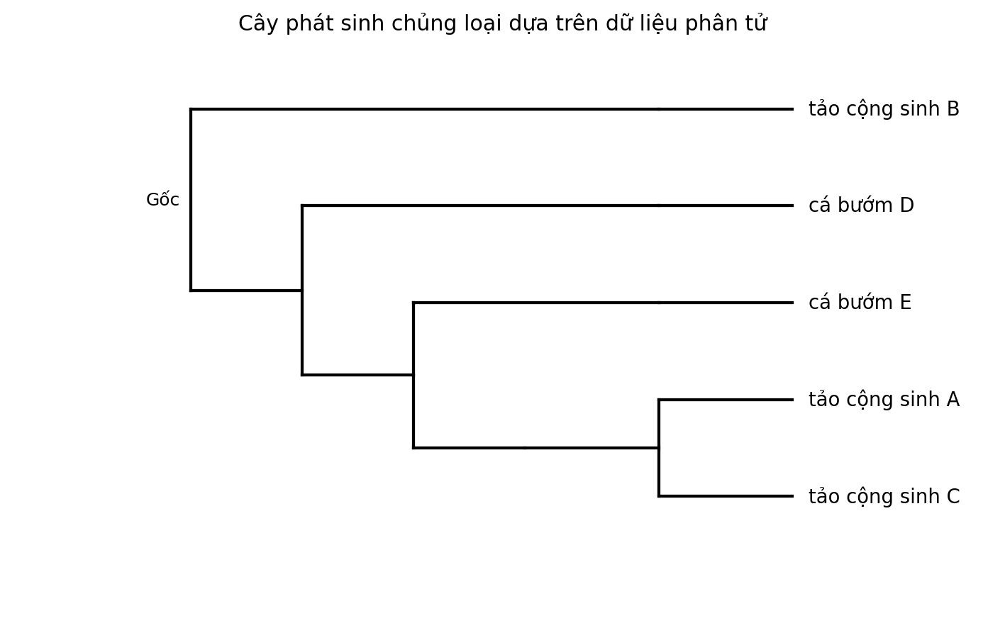 Cây phát sinh chủng loại gồm năm đơn vị phân loại với một nhóm ngoại.