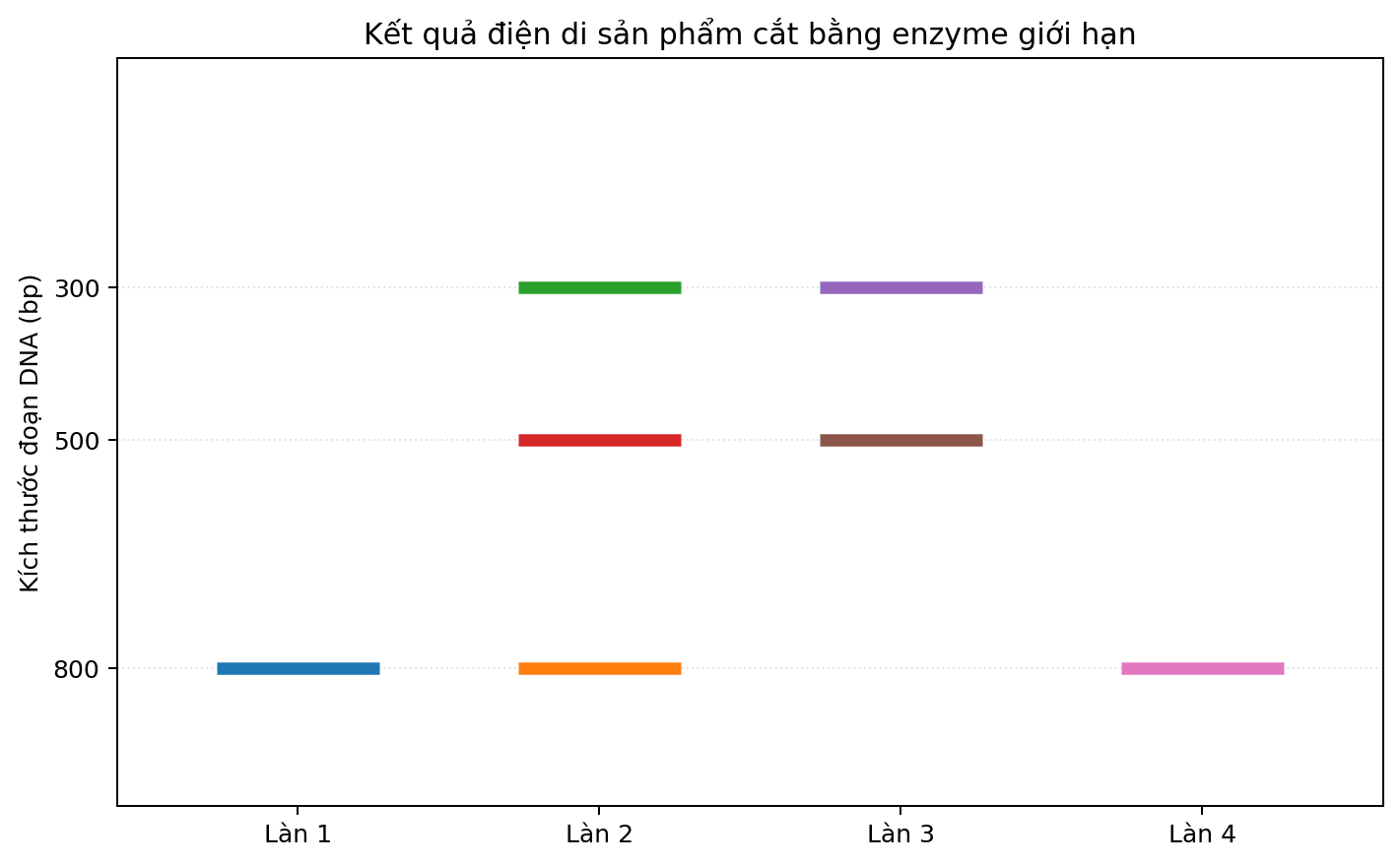 Ảnh điện di bốn làn với các băng DNA có kích thước khác nhau.