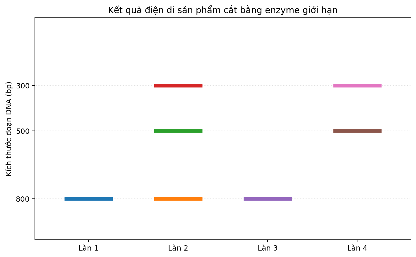 Ảnh điện di bốn làn với các băng DNA có kích thước khác nhau.