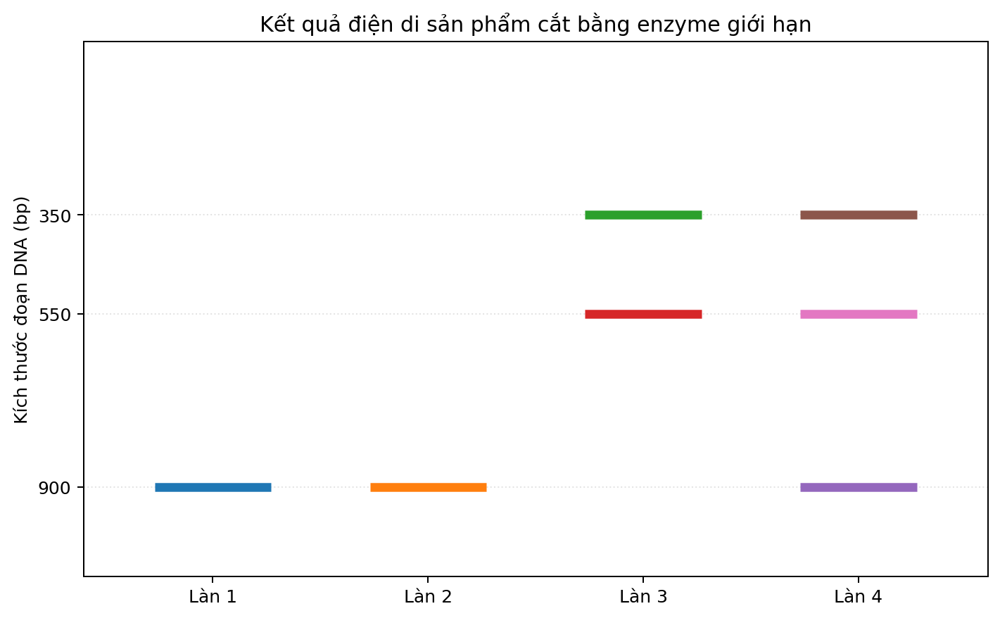 Ảnh điện di bốn làn với các băng DNA có kích thước khác nhau.