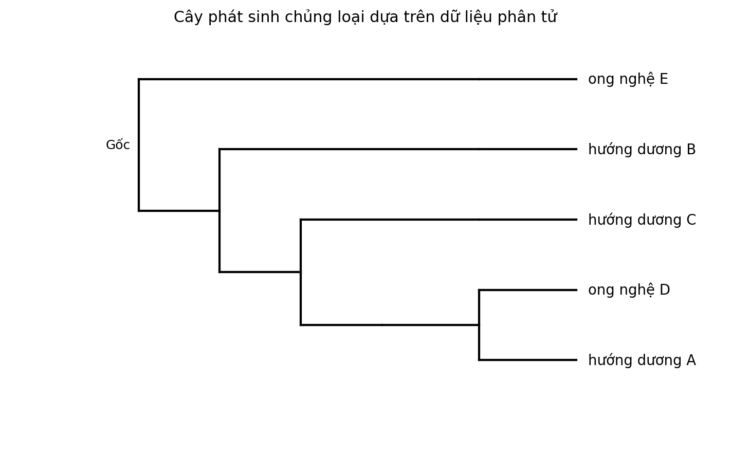 Cây phát sinh chủng loại gồm năm đơn vị phân loại với một nhóm ngoại.