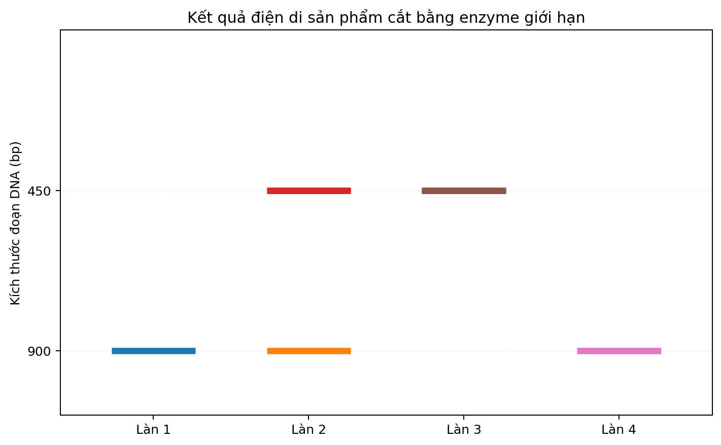 Ảnh điện di bốn làn với các băng DNA có kích thước khác nhau.