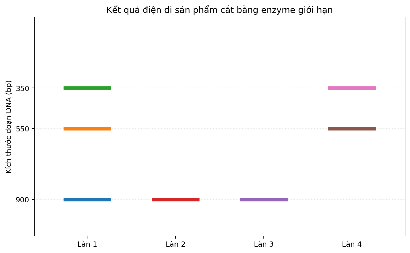 Ảnh điện di bốn làn với các băng DNA có kích thước khác nhau.