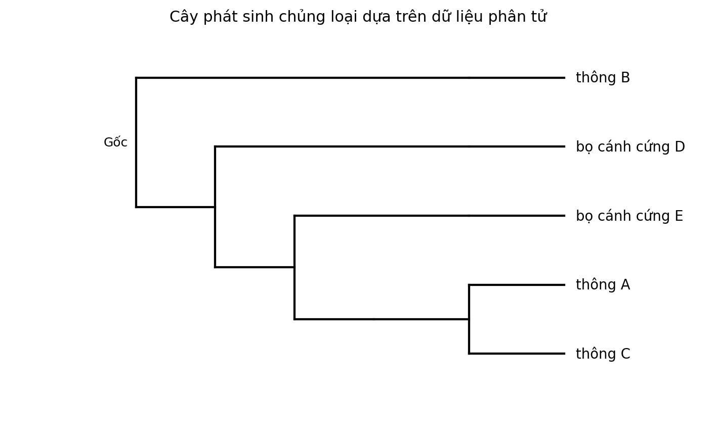 Cây phát sinh chủng loại gồm năm đơn vị phân loại với một nhóm ngoại.