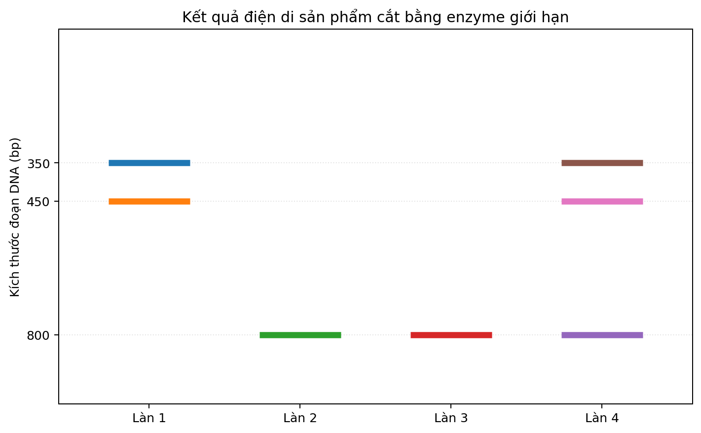 Ảnh điện di bốn làn với các băng DNA có kích thước khác nhau.