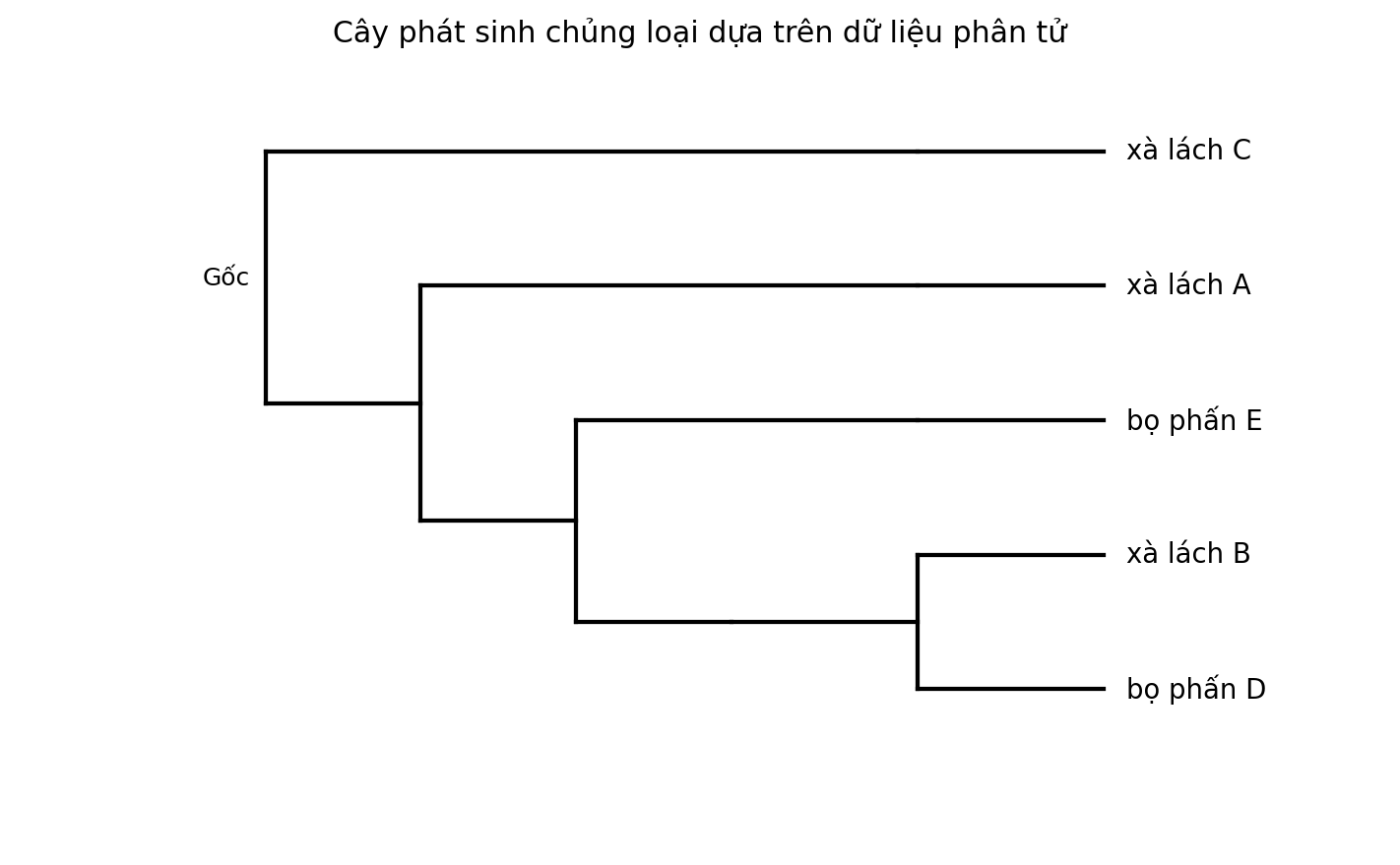 Cây phát sinh chủng loại gồm năm đơn vị phân loại với một nhóm ngoại.