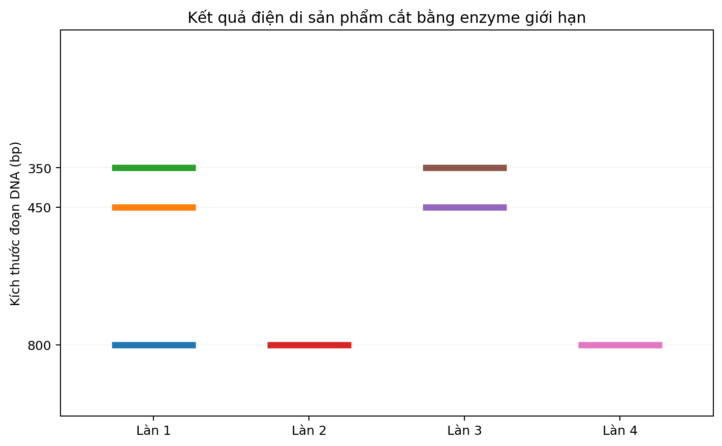 Ảnh điện di bốn làn với các băng DNA có kích thước khác nhau.