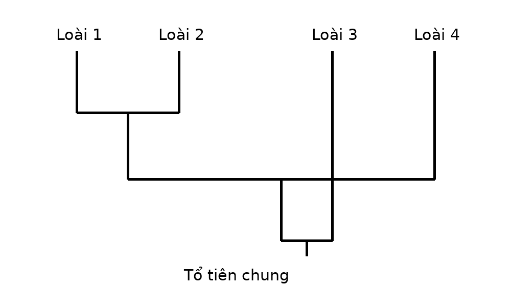 Cây phát sinh chủng loại của bốn loài với một cặp loài chị em.