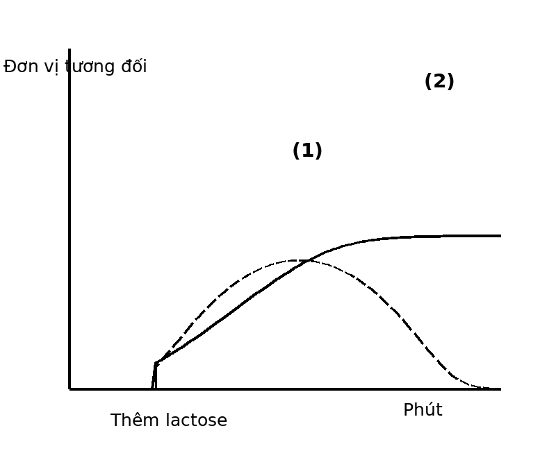 Đồ thị mRNA tăng nhanh rồi giảm và enzyme tăng chậm sau khi bổ sung lactose.