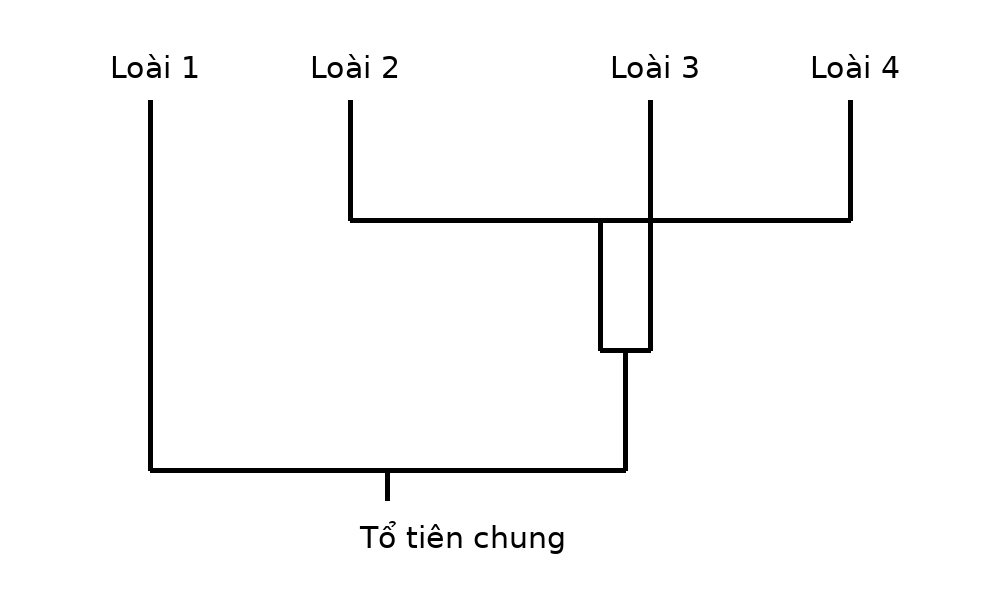 Cây phát sinh chủng loại của bốn loài với một cặp loài chị em.