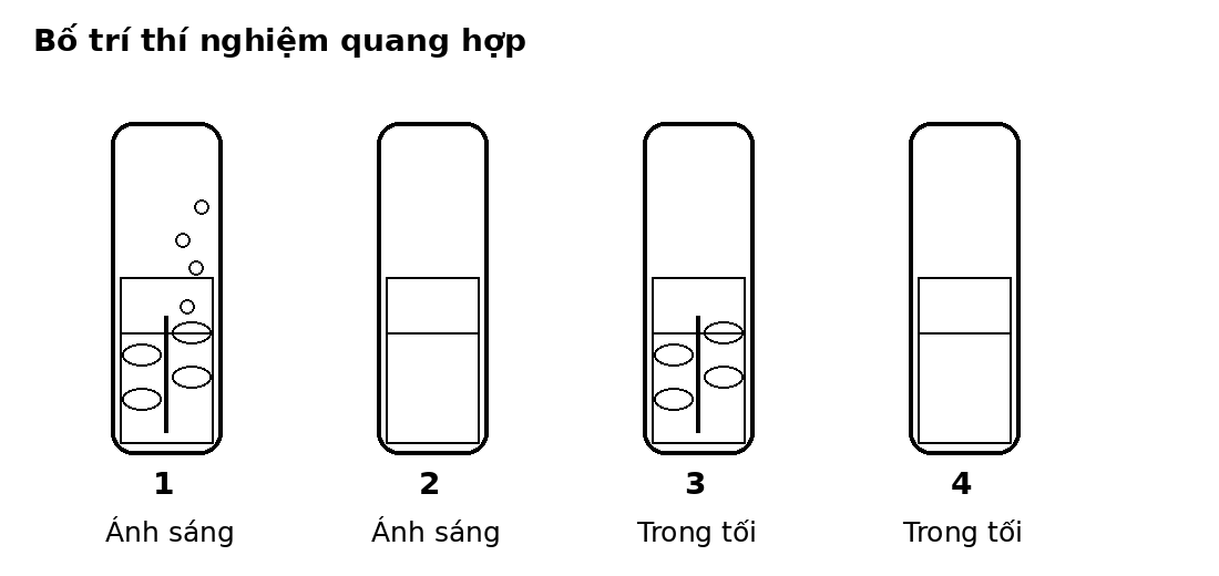 Bốn ống nghiệm, hai ống có cây thủy sinh và hai điều kiện ánh sáng hoặc bóng tối.