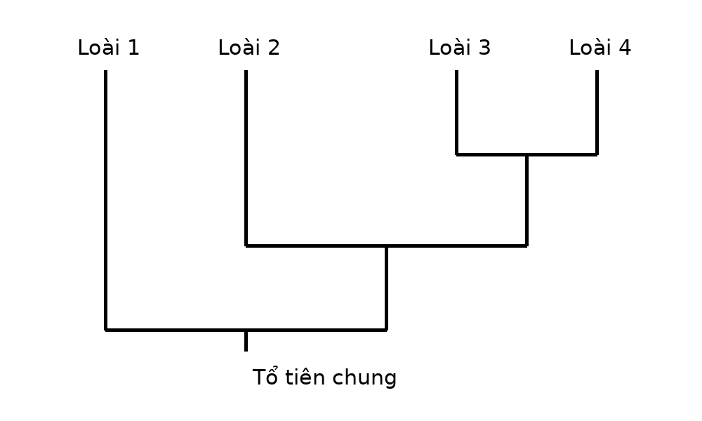 Cây phát sinh chủng loại của bốn loài với một cặp loài chị em.